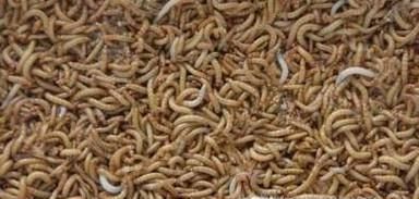 新手怎么养仓鼠 新手养仓鼠注意事项