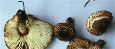 在野外不小心吃了毒蘑菇怎么办？