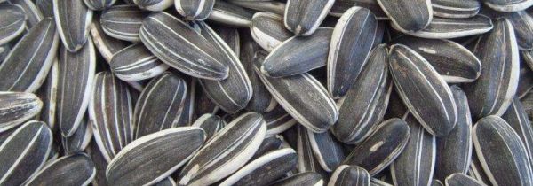 葵瓜子的功效与作用及禁忌