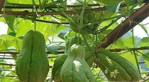 炎炎夏天吃什么菜好呢