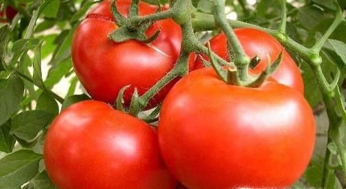 炎炎夏天吃什么菜好呢