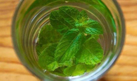 新鲜薄荷叶泡水的禁忌