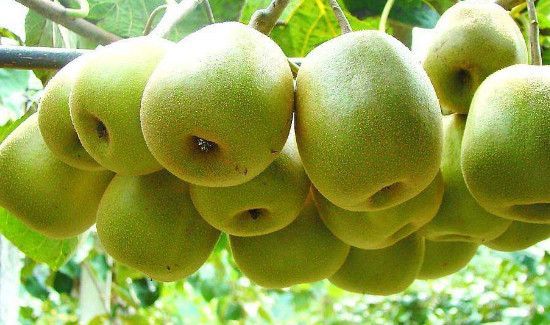 火龙果和猕猴桃可以一起吃吗