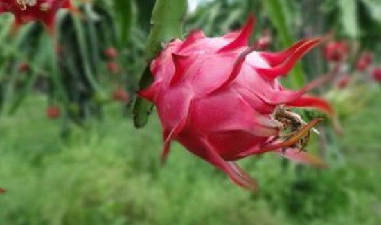 火龙果和猕猴桃可以一起吃吗