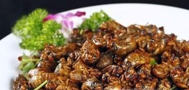 夏天如何抓金蝉？