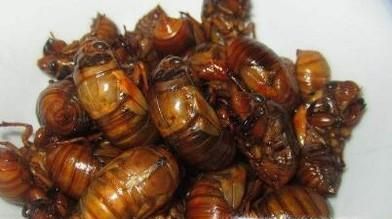 夏天如何抓金蝉？