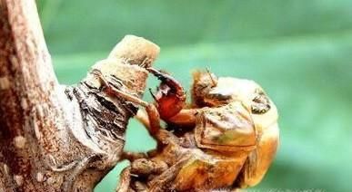 夏天如何抓金蝉？