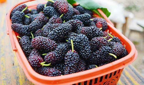 咸鸭蛋不能和什么一起吃