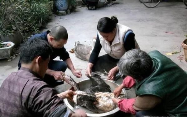 怎么杀鹅？杀完怎么褪毛？