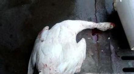 怎么杀鹅？杀完怎么褪毛？