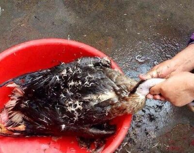 怎么杀鹅？杀完怎么褪毛？