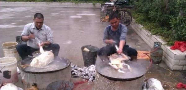 怎么杀鹅？杀完怎么褪毛？