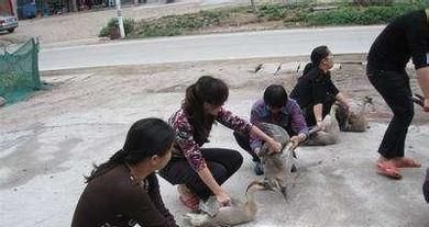 怎么杀鹅？杀完怎么褪毛？