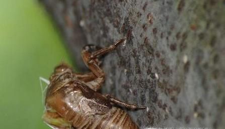 你知道如何捕蝉吗