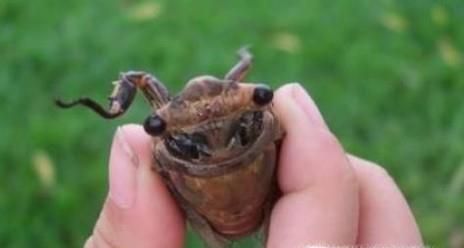 你知道如何捕蝉吗