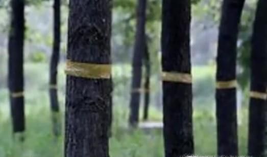 你知道如何捕蝉吗