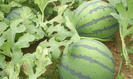 挑西瓜什么声音是熟的