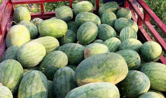 挑西瓜什么声音是熟的