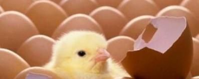 刚孵化的小鸡怎么养