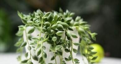 情人泪的养殖方法和注意事项