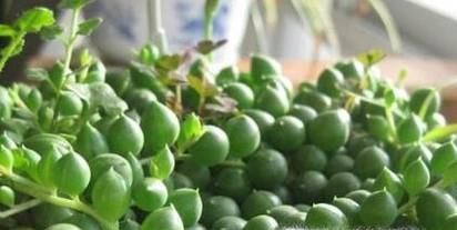 情人泪的养殖方法和注意事项