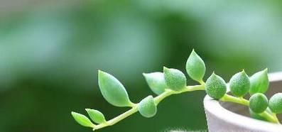 情人泪的养殖方法和注意事项