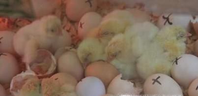 刚孵化的小鸡怎么养