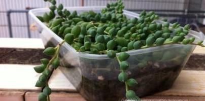 情人泪的养殖方法和注意事项