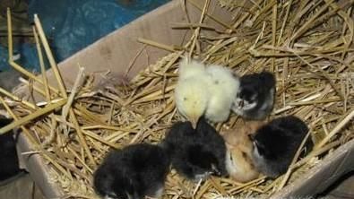 刚孵化的小鸡怎么养