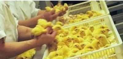 刚孵化的小鸡怎么养