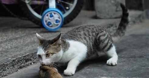 如何让老鼠自动离开