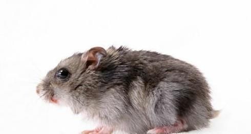 如何让老鼠自动离开