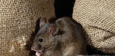 如何让老鼠自动离开