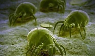 如何消灭螨虫？