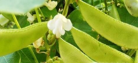 如何挑选优质刀豆