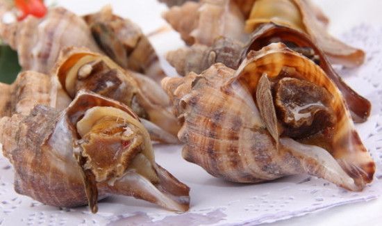 刚买回来的海螺怎么保存