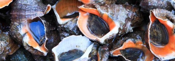 刚买回来的海螺怎么保存