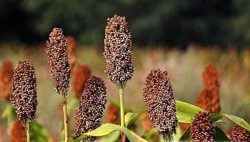 高粱你知道多少