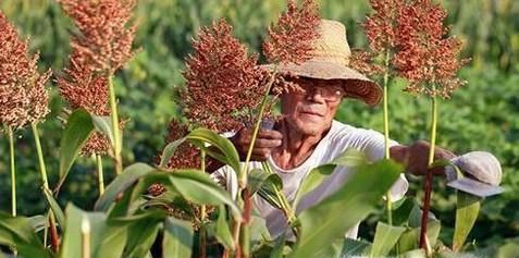 高粱你知道多少