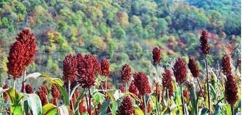 高粱你知道多少