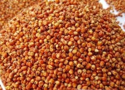 高粱你知道多少