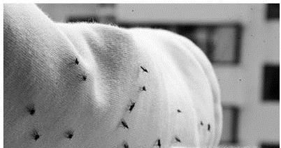 屋里有黑色小飞虫怎么办？