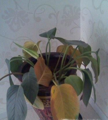 屋里有黑色小飞虫怎么办？