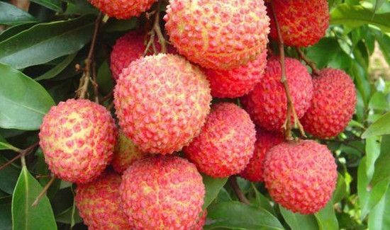 荔枝皮发黑了还能吃吗