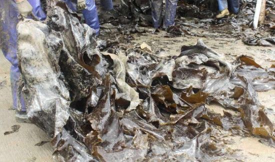 海带发霉了还能吃吗