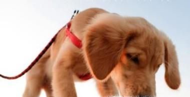 狗狗真菌性皮肤病如何治疗