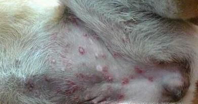 狗狗真菌性皮肤病如何治疗