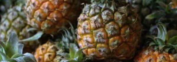 没削皮的菠萝能放多久