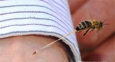 被蜜蜂咬伤后怎样处理？