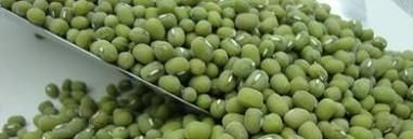 毛绿豆和明绿豆有什么区别